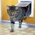 Miniatyrbilde 8 av 8: Kattluke hundeluke 4-veis magnetisk lukking for S 19,7 * 19 * 2cm KLB