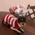 Miniatyrbillede 2 af 4: Hundesweater, vinterhundesweater, julesweater-hundegave-vintersweater-strikmønsterfrakke-kæledyrstøj-modesweater-hund,L
