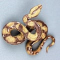 Miniatyrbillede 3 af 7: Falske slange legetøj: Meget realistiske KLB