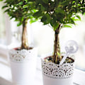 Miniatyrbillede 4 af 6: 6 gennemsigtige plantevandingspærer, automatisk vanding
