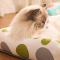 Miniatyrbilde 5 av 8: Kjølematte for kattunger og valper, Rattan kjæledyrpute for katter, liten M (19,7x15,75x1,1) KLB