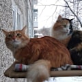 Miniatyrbillede 3 af 7: Kattevindue Sæde Vindue Lounger Katte Hængekøje, Solbadning Katteseng KLB