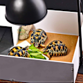 Miniatyrbillede 4 af 8: Reptillampe skærm, keramisk varme UVA/UVB 5,5 tommer KLB