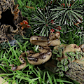 Miniatyrbillede 4 af 7: Falske slange legetøj: Meget realistiske KLB