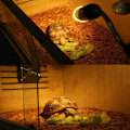 Miniatyrbillede 3 af 8: Lampeholder sort klemmelig med afbryder til skildpadder, lampeholder KLB