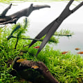 Miniatyrbillede 3 af 8: 1 stk rustfrit akvarietangssæt i rustfrit stål sort KLB