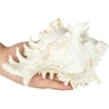 Pikkukuva 4 / 8: Luonnolliset simpukat, simpukka 18CM ---- 20CM simpukat, käytetään