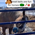 Miniatyrbillede 3 af 4: 1 Pakke Hesteterapi Bolde Hø Foder Heste Legetøj, Polo Legetøj Spil Heste Ged Får Stress Relief Legetøj Heste Kedelige Legetøj