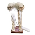 Miniatyrbillede 2 af 8: Skeletlampe Skelet Natlampe Halloween Industri KLB
