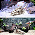 Miniatyrbillede 4 af 5: Fiske Tank Dekoration Drage Kranie - Akvarium Dekoration Resin Emulational Dinosaur, Cool Fisk Akvarium Tilbehør, Hjem Bar Dekor 5.5×3.7×4 Tommer