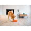 Miniatyrbilde 5 av 5: Morsom fôringskål, sakte fôringskål for hund, medium/mini, oransje