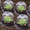 Miniatyrbild 5 av 5: Plast salladsskydd - Set om 6 -