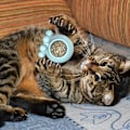 Miniatyrbild 3 av 5: Kattmyntabollar för katter vägg, kattmyntaboll rulle söt bläckfiskform, dubbelsidig tejp kattmynt väggboll slickare