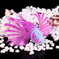 Miniatyrbilde 4 av 4: Kunstig Silikon Plast Lionfish Lysende Simulering Dyr Fluorescens Lion Fish Akvarium Ornamenter 3D Akvarium Dekorasjoner