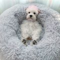 Miniatyrbild 2 av 5: Mini Mellanstorlek Hund Katt Säng Självvärmning Höst Vinter Inomhus Snooze Sovande Mysig Kitty Teddy Kennel Light Grey 23.6”Dx7.9 H