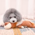 Miniatyrbillede 4 af 4: Bomuldsinteraktivt plysdyr til mellemstore/store hunde (løve)