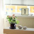 Miniatyrbild 2 av 5: 5 svarta blomkruksfat 26cm runda blomkruksfat växtplastfat trädgård inomhus utomhus