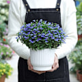 Miniatyrbild 4 av 5: Moderna Plastblomkrukor, Självbevattning Säkerställer Hälsosam Rottillväxt För Små Växter, Transparent Bas För Enkel Vattenövervakning, Andningsbar