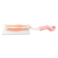 Miniatyrbild 2 av 2: Arm Moving Model Anatomical Elbow Joint Motion Model Primary School Teaching Accessory