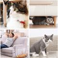 Miniatyrbild 4 av 9: Katt Anti-Scratch Träningstape, 100mm*30 Yards, Kattmöbelskyddsplatta, Transparent Dubbelsidig Katt Soffa Skyddsplatta, Katt tasstejp för Katt