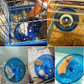 Miniatyrbild 5 av 10: Smådjurssvängleksaker, Hamsterträningshjul för syrisk hamster råtta gerbil marsvin chipmunk mus igelkott, 2 st