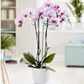 Miniatyrbild 6 av 8: 6-pack växtstöd för blommor, metallstöd för enstaka stjälkar, trädgårdsstöd för amaryllis, orkidé, lilja, ros, tomater, mörkgröna