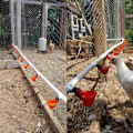 Miniatyrbild 5 av 5: Chicken Drinker Automatisk fjäderdrickare DIY Any Assembly