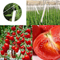 Miniatyrbild 6 av 6: Tomatstöd krok tomat krok metall tomat rep tomat krok tomat stöd dragkrok för växttillväxt 10M（6 stycken）