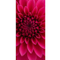 Pikkukuva 4 / 4: Apple iPhone 13 Pro Lompakkokotelo Rosecore