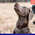 Miniatyrbillede 2 af 2: Halsbånd - HERM SPRENGER - HS - Justerbar - Rustfrit stål - Til hunde op til 55 kg flerfärgad