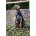 Miniatyrbillede 4 af 4: Reversibel hundedragt - Red Dingo - 25 cm - Vandtæt - Sort og grå - Neopren og fleece sort og grå