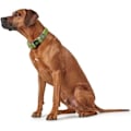 Miniatyrbillede 2 af 2: Hundehalsbånd - HUNTER - Hilo Vario Plus XL - Lima - 45-70Cm - Grøn - Stor Lima