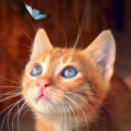 Miniatyrbilde 1 av 4: 30 x 40 cm, chaton et papillon Diamond Painting Broderie Diaman
