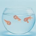 Miniatyrbilde 2 av 5: Fascinerende 3D Gullfisk Klistremerke DIY Simulert Fisk Landskap Klistremerke 4 stk Selges (022)