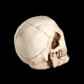 Pikkukuva 2 / 5: Elävän kokoinen kallo - Klassinen, Halloween-kallon koriste