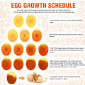 Miniatyrbilde 3 av 5: Egg Cradle Lampe Egg Cradle Egg Tester, LED-lys for å sjekke egg