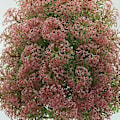 Pikkukuva 4 / 5: Keinotekoinen ruukkukasvi sisustus Simulaatio Bonsai Kukkaruukku kotiin ja toimistoon (vaalean ruusunpunainen)