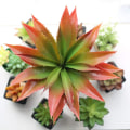 Miniatyrbillede 1 af 5: Kunstig Aloe Vera plante - 30,5 cm bred Til dekoration
