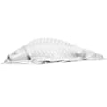 Miniatyrbillede 2 af 2: Kagebageform Fiskeform Design Riskageform Multifunktionel Geléform