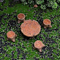 Miniatyrbillede 4 af 5: Landskabs Ornament Håndværk Fremragende Udførelse Udsøgt Harpiks Håndværk Have Miniature Bord Stol til Hjem Skrivebord Qinhai(1 )