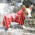 Miniatyrbilde 2 av 5: Regnjakke for hund og katt med hette og refleks, liten hund, vanntett jakke for hunder, myk pustende mesh hundeklær, gul (L)