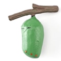 Miniatyrbild 4 av 5: Fjärilens tillväxtcykel, simulering av djurens livscykel, djurtillväxt