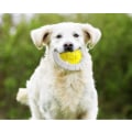 Pikkukuva 5 / 5: Jaune - Jouet à mâcher pour chien qui couine, jouet d'entraînem