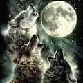 Miniatyrbild 1 av 5: 30 x 40 cm ,lune lupine Diamond Painting Broderie Diamant Peint