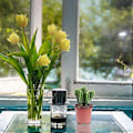 Miniatyrbillede 3 af 3: 50 STK. Firkantede Plantekasser Udendørs Planter Frøplanter Plantepotter Frøplantebeholdere Bakker Frøplante Plantepotter Startpotter