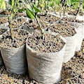 Miniatyrbillede 5 af 5: 100 stk. - Nedbrydelig korrosionsbestandig plantepose af non-woven stof Qinhai (14 cm x 18 cm)