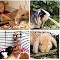 Pikkukuva 5 / 5: Hamsterin lelu, kanin herkku, omenapuu timotei heinä ja makea bambu