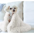 Miniatyrbillede 2 af 5: Hunde tæppe, Fluffy Plush Hunde Kat Tæppe, Blødt og varmt kæledyrstæppe