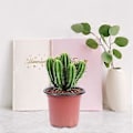 Miniatyrbillede 2 af 3: 50 STK. Firkantede Plantekasser Udendørs Planter Frøplanter Plantepotter Frøplantebeholdere Bakker Frøplante Plantepotter Startpotter