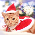 Miniatyrbild 4 av 5: Juldräkter för hund Jul kattkläder Hundkostym Båge T